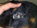 Hepatitis Kronis (Penyakit Kuning) Pada Anjing