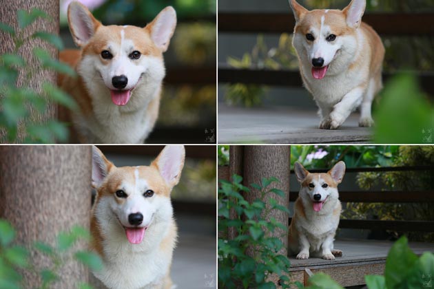 Pejantan Corgi : Zephyr's Wrath of Cerberus 