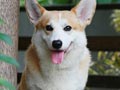 Pejantan Corgi : Zephyr's Wrath of Cerberus 