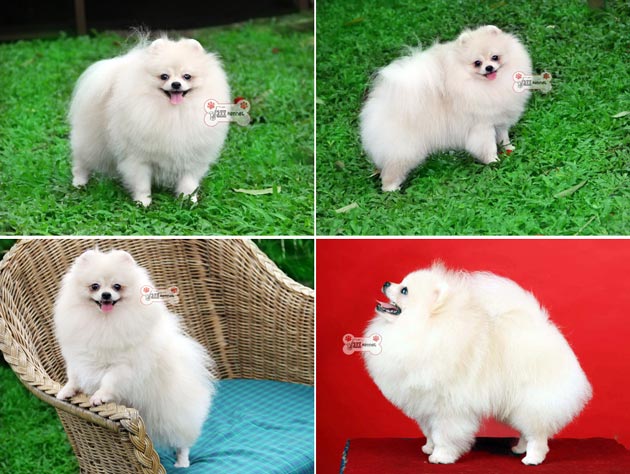 Pejantan Pomeranian : Jacko von Java Star