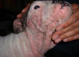 Penyakit Kulit Scabies Pada Anjing