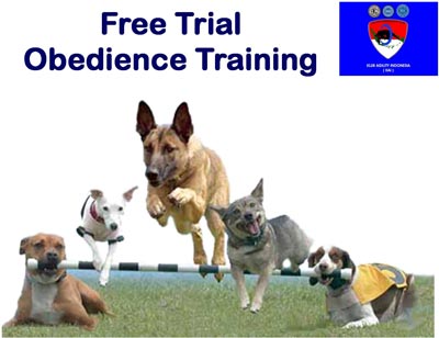 Free Trial Obedience Training By Jully Cheung