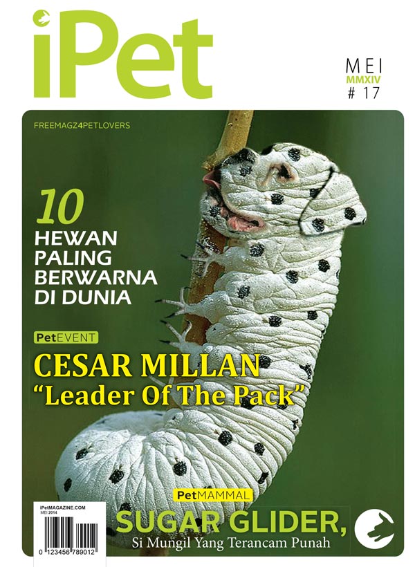 Indeks Edisi 17 iPet Magazine