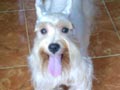 Yericho Von Neo Odiee Kennel
