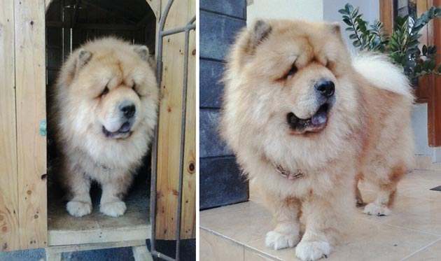 Pejantan Chow : Samson Von Rahayu Garden