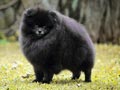 Pejantan Pomeranian Solid Black