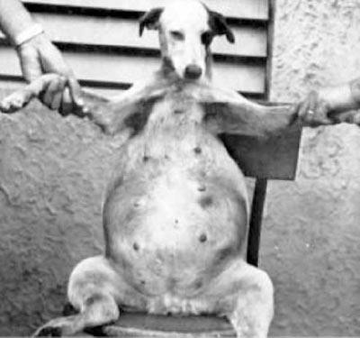 Penyakit Hati Sirosis pada Anjing