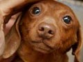 Diare Berlendir & Berdarah Pada Anak Anjing