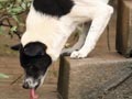Penyakit Leptospirosis Pada Anjing