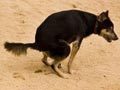 Kolibasilosis Pada Anjing