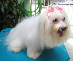 Double Happiness Dante