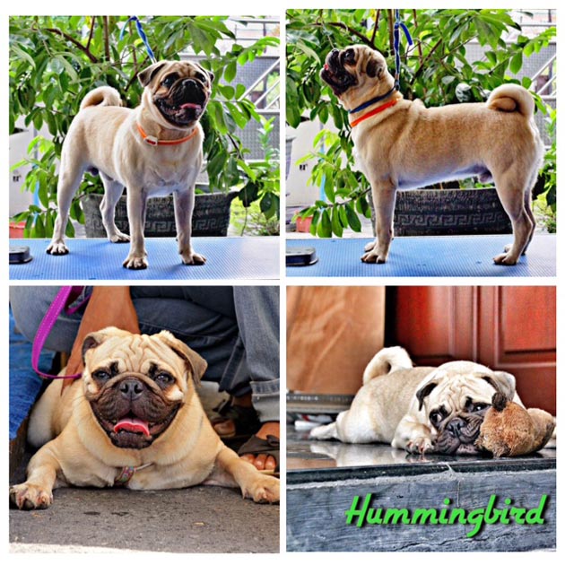 Pejantan Pug : Baxter Von Inggred
