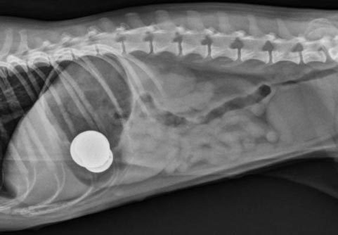 Keracunan Mineral Seng (Zinc) Pada Anjing