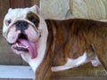 Pejantan English Bulldog : Bullpawz Old Dozzer