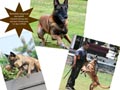 Ujian & Kompetisi IPO3 Khusus Belgian Malinois