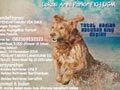 Golden Retriever Centre JUMP 'n HUNT #2
