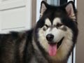 Pejantan Alaskan Malamute: Brady Von Whisper Malamute