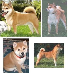 Anjing Shiba Inu