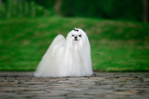 Pejantan Maltese Import Korea