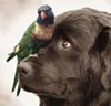 Cegah Penularan Flu Burung Pada Anjing !!!