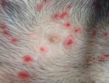 Ringworm, Dermatophytosis Pada Anjing