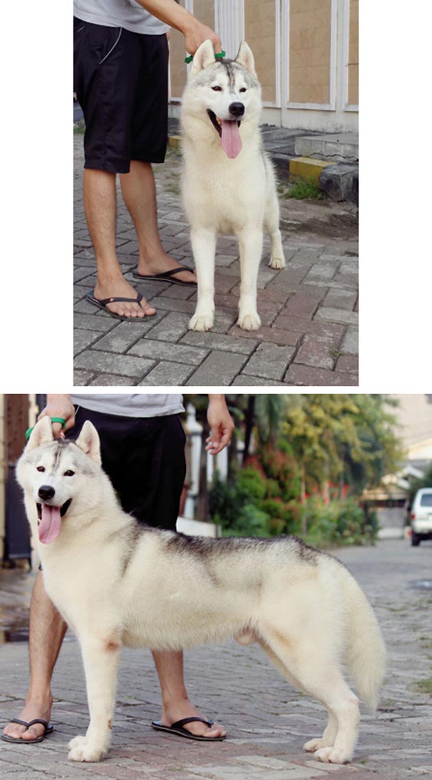 Pejantan Husky Kualitas Import Line