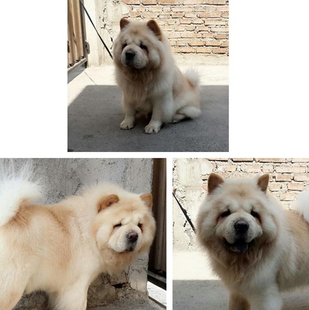 Pejantan Chow Chow Berkualitas Amunra Von Holland (Denpasar)