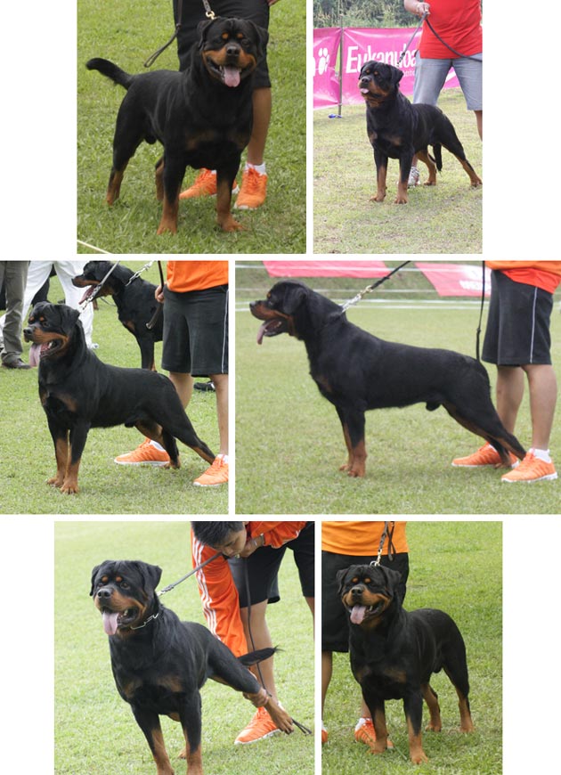 Pejantan Rottweiler : Gomez Hause Marvel
