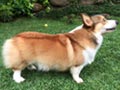 Pejantan Corgi BL Taiwan : Gordon Von Kaca Piring