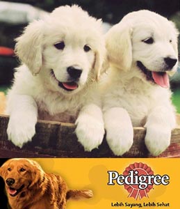 Merawat Anak Anjing