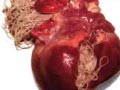 Penyakit Heartworm (Cacing Jantung) Pada Anjing