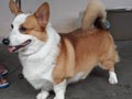 Pejantan Corgi: Austin Von Kent