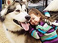 Fakta Tentang Anjing Alaskan Malamute