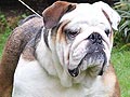 Pejantan English Bulldog : Piglet Von Oliver Bulls