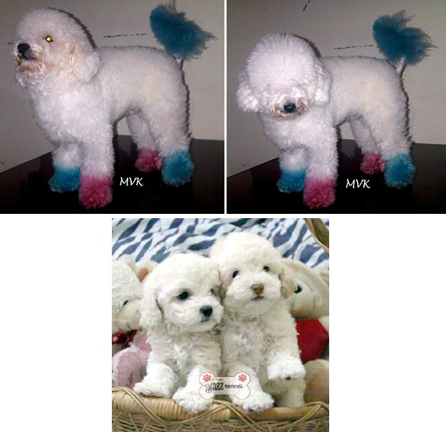 Pejantan Snow White Toy Poodle : T.Dolphin Von Woodland