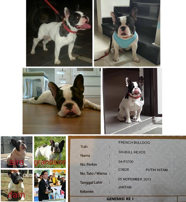 Pejantan French Bulldog : SH bull Hexos 