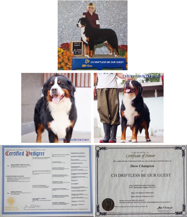 Pejantan Bernese Mountain : CH.Driftless Be Our Guest