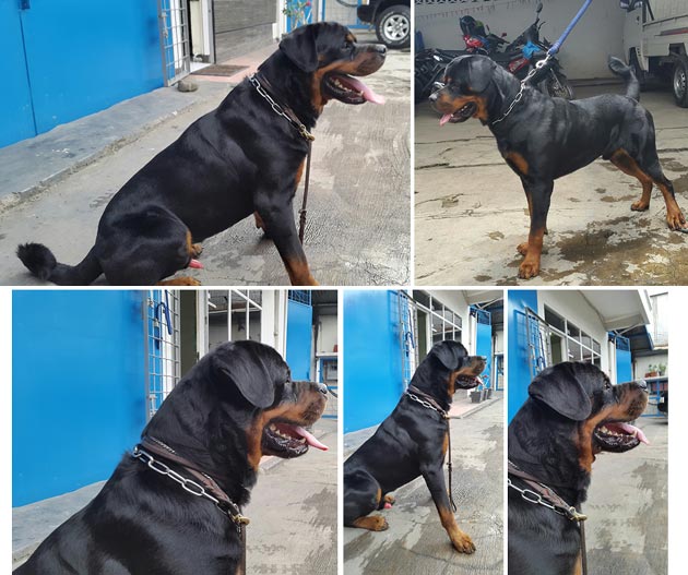 Pejantan Rottweiler : Soulmate Von Heavens Paradise