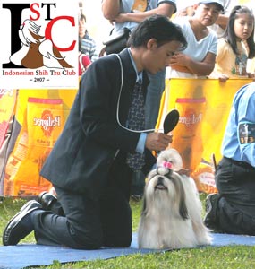 Sosialisasi Lapangan Untuk Anakan A & B Shih Tzu