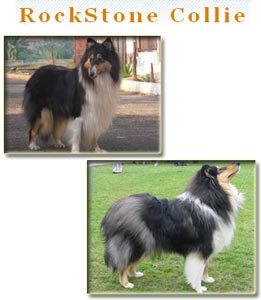 RockStone Collie