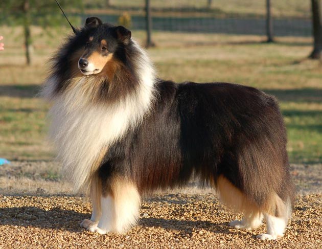 Rough Collie Breed Standard (AKC)