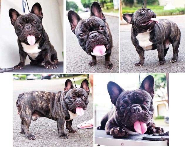 Pejantan French Bulldog : Qion's JC Astor