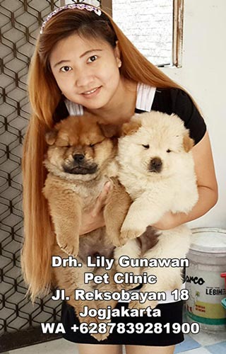 Drh. Lily Gunawan - Dokter Hewan Praktisi