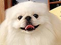 Pekingese Stud White Colour : Blade Von Lucky Xiao 