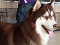 Anjing Pejantan Husky : Moon Raker Von Dog Machine