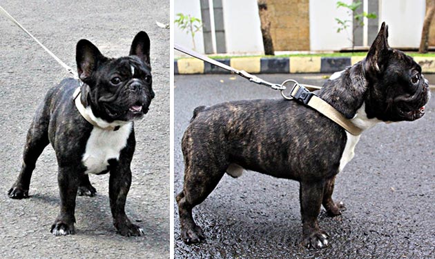 Anjing Pejantan French Bulldog : Mjolnir Nebe's Asterix