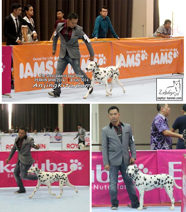 Anjing Pejantan Dalmatian : Custom Made Von Sulawesi