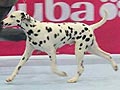 Anjing Pejantan Dalmatian : Custom Made Von Sulawesi