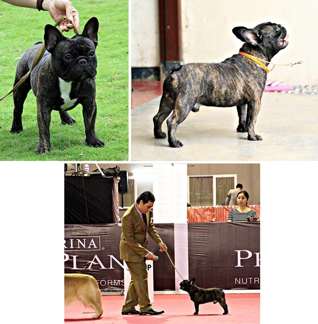 Pejantan French Bulldog : INA.CH.Mjolnir Nebe's Ajax