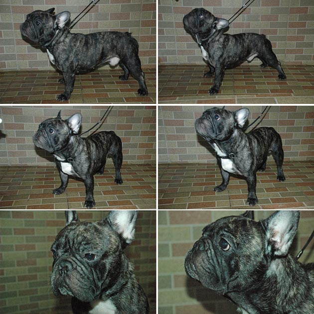 Pejantan French Bulldog: Kiss Bully Finesse Uranus 
